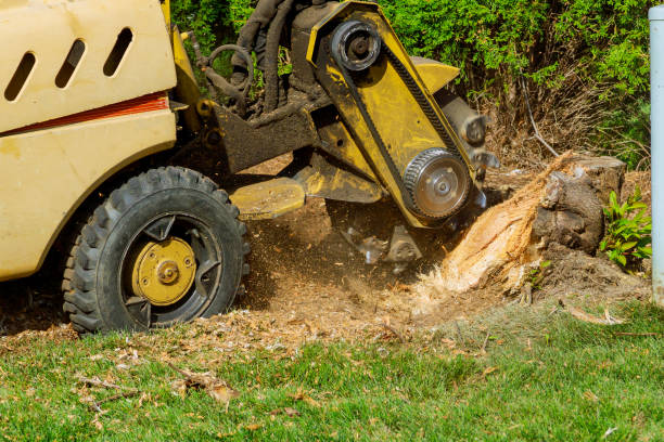 Best Organic Lawn Care Solutions  in Summerde, AL