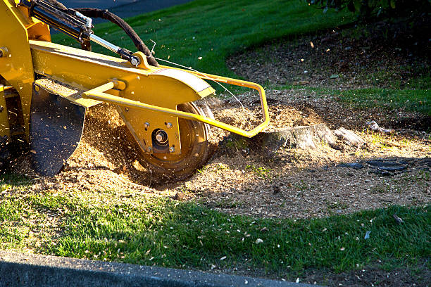 Best Tree Preservation Services  in Summerde, AL