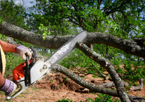 Lawn Renovation and Restoration in Summerdale, AL